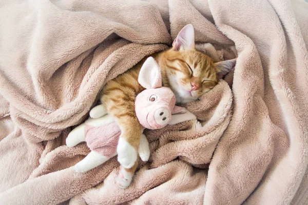 Gato vermelho jaz descansando pata com uma almofada rosa sono suave — Fotografia de Stock