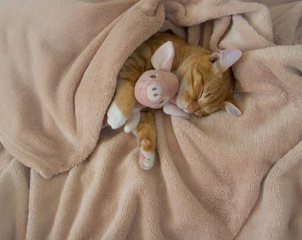 Gato vermelho jaz descansando com um porco de brinquedo macio rosa — Fotografia de Stock