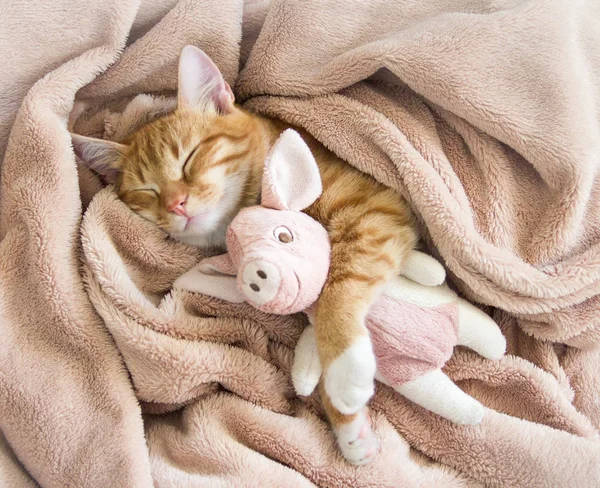 Gato vermelho jaz descansando pata com uma almofada rosa sono suave — Fotografia de Stock