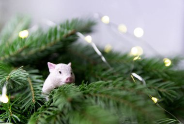 çam dalları yalan yeni yıl sembolü yılın halka dekor GILT Tarih: