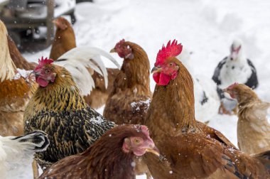 tahıl gagalamayı kümes hayvanları ördek ve tavuk konuşmak