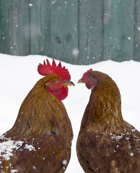 Κόκορας και κοτόπουλο αγάπη πτηνά στον χειμώνα νιφάδες χιονιού πέφτουν — Φωτογραφία Αρχείου