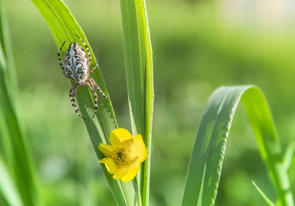 Een sprietje gras met een gele bloem van wild en een spin kruipen langs met een prachtig patroon op de rug — Stockfoto