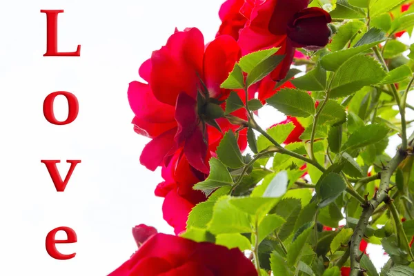 På vit bakgrund röda rosor med gröna blad och törnen — Stockfoto