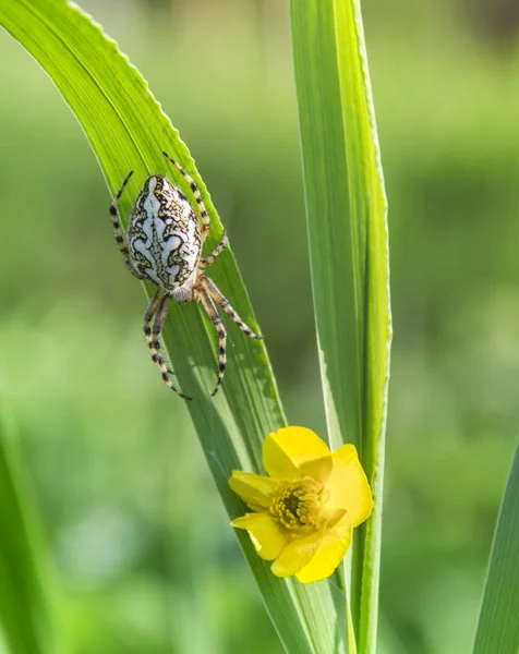 Een sprietje gras met een gele bloem van wild en een spin kruipen langs met een prachtig patroon op de rug — Stockfoto