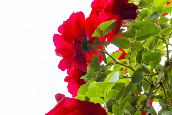 Sobre fundo branco rosas vermelhas com folhas verdes e espinhos — Fotografia de Stock