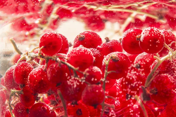 Güneşte suyu suyu kabarcıkları olgun kırmızı frenk üzümü çilek — Stok fotoğraf