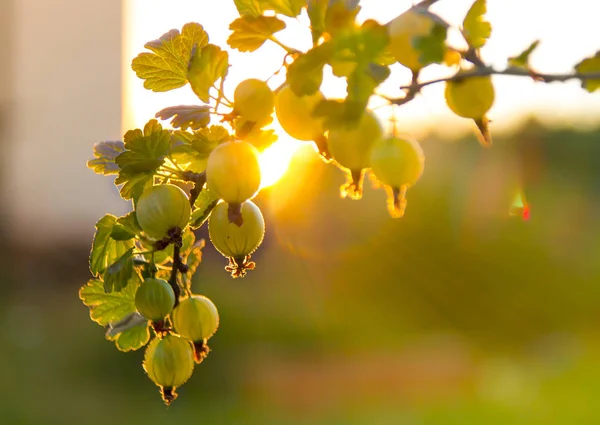 Baies mûres d'une groseille à maquereau sur une branche dans les rayons et les faces du soleil couchant — Photo