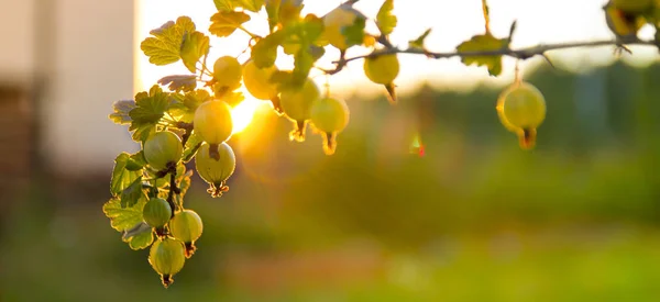Baies mûres d'une groseille à maquereau sur une branche dans les rayons et les faces du soleil couchant — Photo