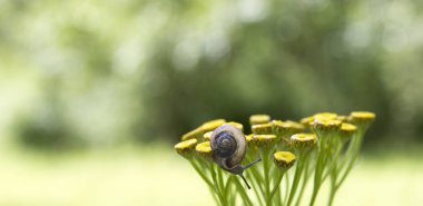 sarı bir çiçek güzel boynuzları ve yeşil bokeh arka planda bir kabuk ile küçük bir salyangoz oturur