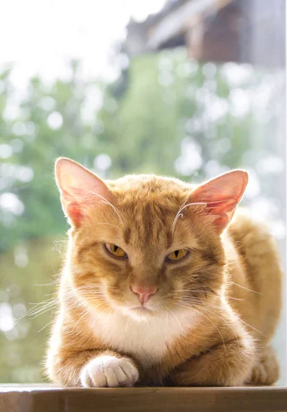 Red cat lies on the background of greenery and evil looks from the underbelly early morning — Stock Photo, Image