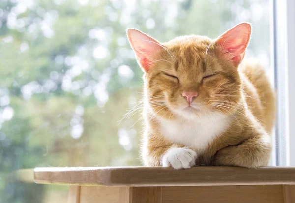 Gato vermelho encontra-se no início da manhã com os olhos fechados do prazer no fundo do bokeh verde — Fotografia de Stock