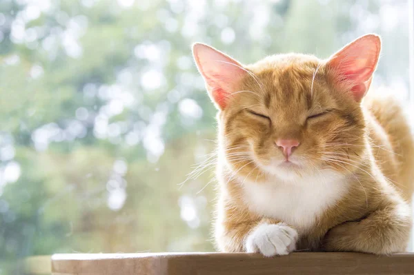 Gato vermelho encontra-se no início da manhã com os olhos fechados do prazer no fundo do bokeh verde — Fotografia de Stock