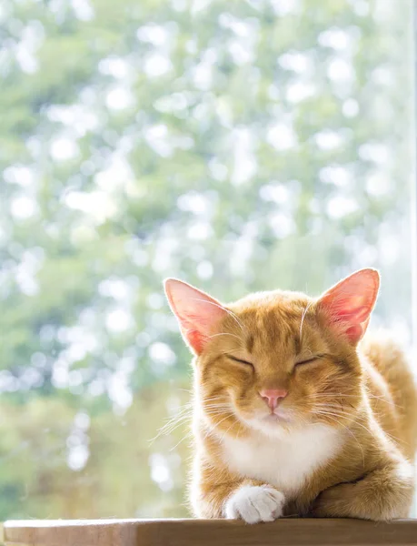Gato vermelho encontra-se no início da manhã com os olhos fechados do prazer no fundo do bokeh verde — Fotografia de Stock