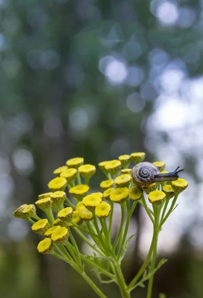 On a yellow flower sits a small snail with beautiful horns and a shell on the background of green bokeh — Stock Photo, Image