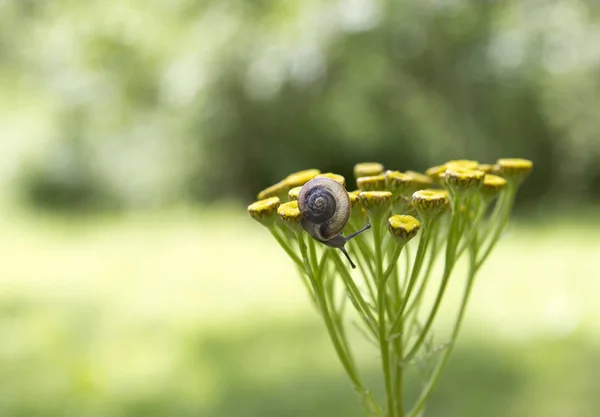 Op een gele bloem zit een kleine slak met mooie hoorns en een schelp op de achtergrond van groene bokeh — Stockfoto