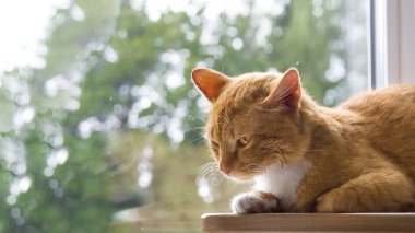 kırmızı kedi yeşillik ve kötü arka planda yatıyor sabahın erken saatlerinde belaltı dan görünüyor