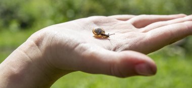 palmiye küçük bir salyangoz güzel boynuzları ve güneşli bir günde yeşil bir orman ve gökyüzüne karşı turuncu bir kabuk ev ile sürünen olduğunu
