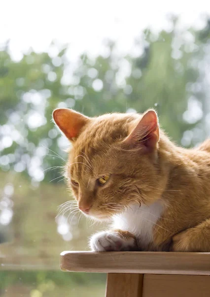 Red cat lies on the background of greenery and evil looks from the underbelly early morning — Stock Photo, Image