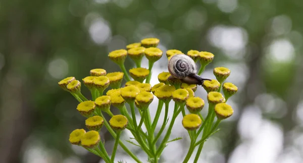 On a yellow flower sits a small snail with beautiful horns and a shell on the background of green bokeh — Stock Photo, Image