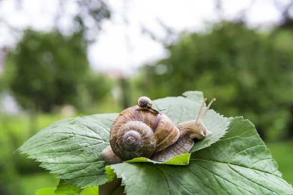 A big snail crawls on a green leaf and a small snail crawling on it with a baby with beautiful horns and a shell against the green bokeh of the forest — Stock Photo, Image