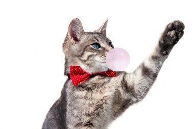 Beyaz izole bir arka planda, mavi gözlü gri bir kedinin güzel bir portresi ve kırmızı noktalı papyon. Kedi patisini çeker, oy verir, kafasını çevirir, bir şey yakalar. Pembe sakız şişirir.