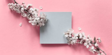 Pembe bir arka plan, reklam metni yazmak için mavi kare bir arka plan. Üstte iki kiraz dalı var. Boşluğu kopyala 