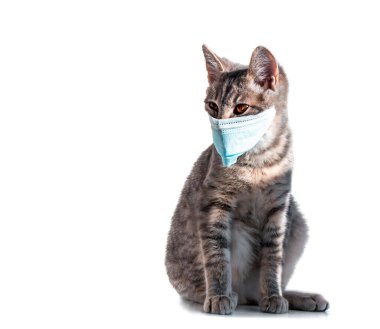 Beyaz arka planda, mavi antiviral tıbbi maskeli turuncu gözlü gri bir kedi. Virüs covid-19. panik