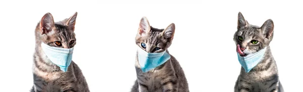 Zebrać Trzy Pojedyncze Szare Koty Niebieskich Maskach Medycznych Przeciwko Wirusowi — Zdjęcie stockowe
