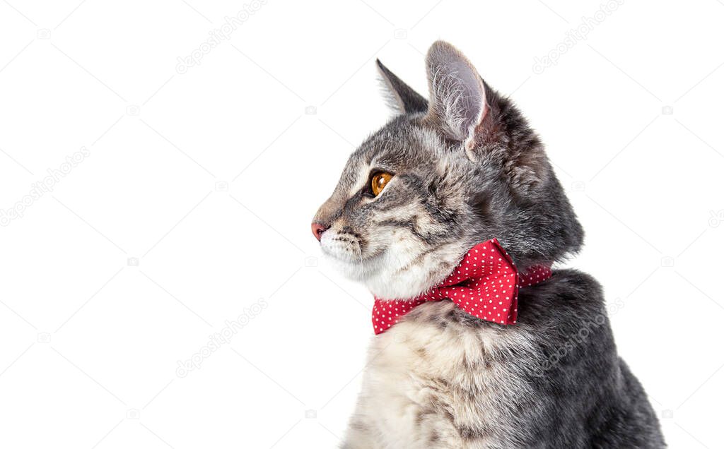 isolate on a white background profile of a gray cat with a red bow tie in peas 