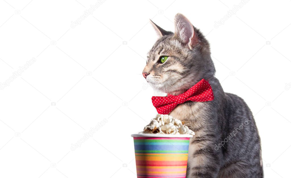on a white isolated background sits a gray cat with red bow tie a glass of popcorn. cat squints