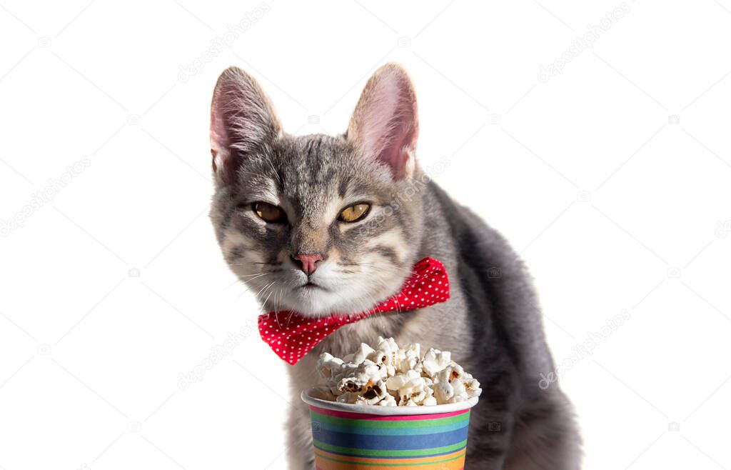 on a white isolated background sits a gray cat with red bow tie a glass of popcorn. cat squints.