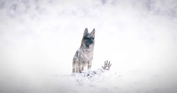 ドイツの羊飼いの犬と雪の中で救助 — ストック写真
