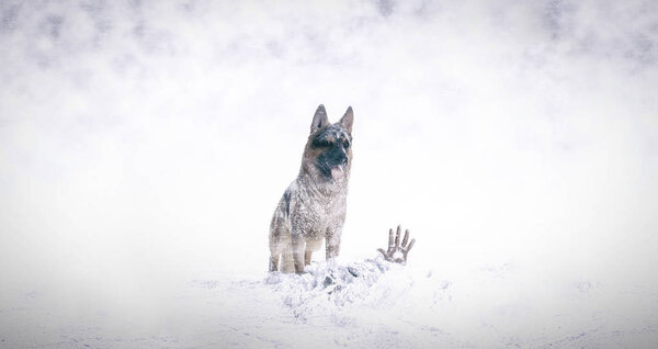 Rescue in the snow with German shepherd dog
