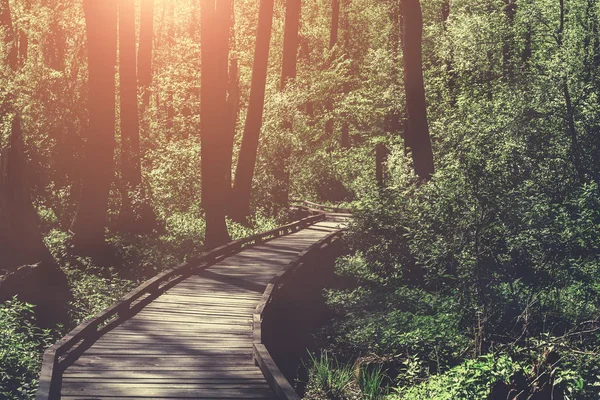 Wooden path, way or walkway, track from planks in forest park in sun light, summer travel concept