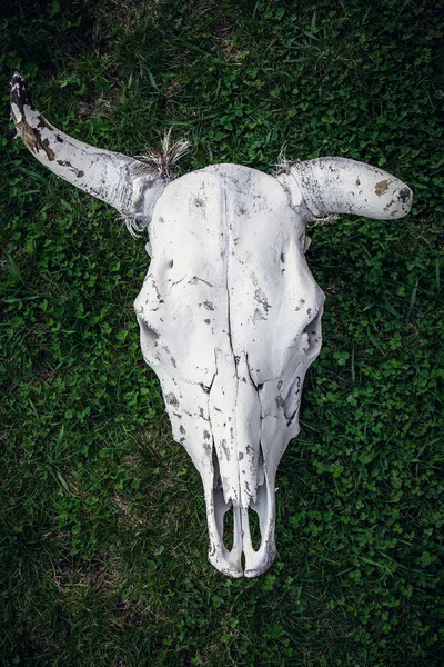 Sapi memahat rumput hijau, tulang kepala hewan mati, pandangan atas, menutup — Stok Foto