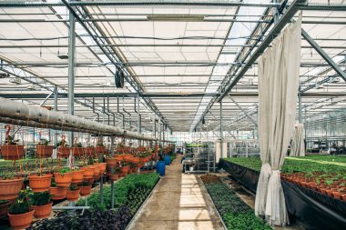Fidan teknoloji modern hydroponic sera kreş ya glasshouse, endüstriyel Bahçe bitkileri ekimi