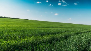 Yaz güneşli gün yüksek yeşil ciğeri ile yeşil alan Manzara Panoraması