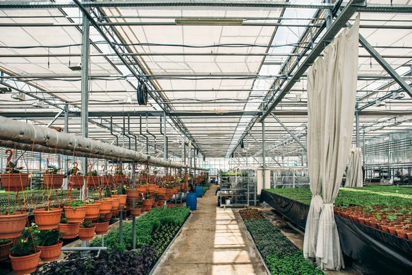 Moderno invernadero hidropónico vivero o invernadero, horticultura industrial, cultivo de plántulas tecnología —  Fotos de Stock