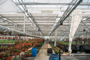 Modern sera kreş ya glasshouse, endüstriyel Bahçe bitkileri, süs bitkileri ve çiçek fidesi tarımı