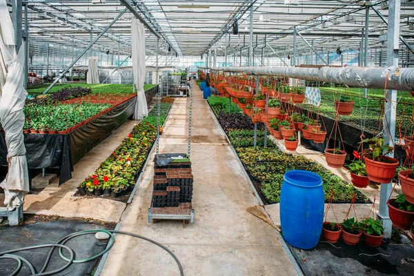 现代温室苗圃或温室、工业园艺、观赏植物和花卉苗木的培育 — 图库照片