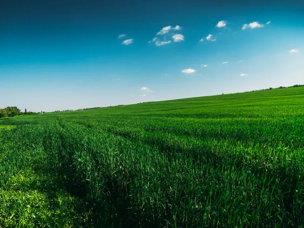Yaz güneşli gün yüksek yeşil ciğeri ile yeşil alan Manzara Panoraması