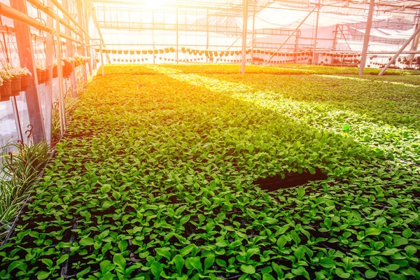 Moderno invernadero hidropónico con sistema de control climático a la luz del sol, agricultura industrial —  Fotos de Stock