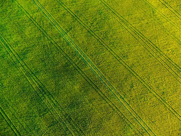 Vista aérea de drone ou aerostato de campo agrícola verde ou prado com grama, paisagem natural padrão verde — Fotografia de Stock