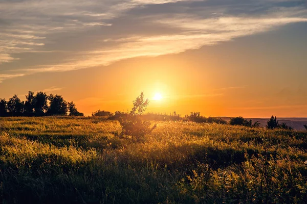 Güzel yaz günbatımı güneş ışığı, kırsal çayır veya alan yabani ot kırsal kesimde sallayarak ile