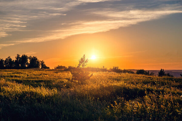 Летний закат с палящей дикой травой при солнечном свете, сельская трава или поле в сельской местности
