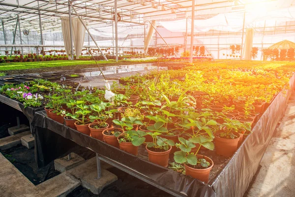 Moderno invernadero hidropónico a la luz del sol con control climático, cultivo de plántulas, flores. Horticultura industrial —  Fotos de Stock