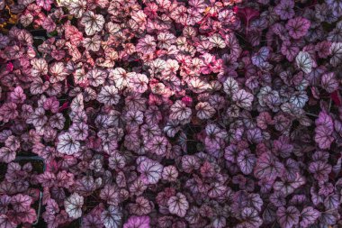 Mor Heuchera melez Obsidian. Parlak doğal ultra violet Heuchera bırakır. Dekoratif bitki örtüsü arka plan veya duvar kağıdı 
