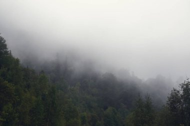 Myst, moody doğal dağ arka plan yeşil ağaçları orman, sisli yatay