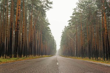 Boş asfalt yol yağmur ormanı içinde sisli sonbahar günü, kırsal manzara otoyol ıslak